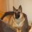 ambie's picture